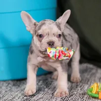 Jayla, a female French Bulldog for sale in Millersburg, OH – Photo 10 of 10