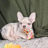 Jayla, a female French Bulldog for sale in Millersburg, OH – Photo 6 of 10