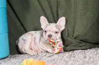 Jayla, a female French Bulldog for sale in Millersburg, OH – Photo 6 of 10