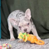 Jayla, a female French Bulldog for sale in Millersburg, OH – Photo 4 of 10