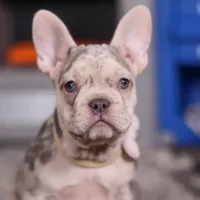 Jayla, a female French Bulldog for sale in Millersburg, OH – Photo 8 of 10