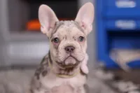 Jayla, a female French Bulldog for sale in Millersburg, OH – Photo 8 of 10