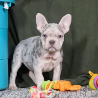 Jayla, a female French Bulldog for sale in Millersburg, OH – Photo 9 of 10