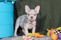 Jayla, a female French Bulldog for sale in Millersburg, OH – Photo 9 of 10