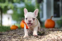 Eden, a female French Bulldog for sale in Millersburg, OH – 2 of 10
