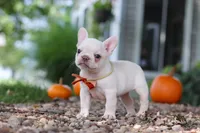 Eden, a female French Bulldog for sale in Millersburg, OH – 5 of 10