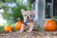 Emmett, a male French Bulldog for sale in Millersburg, OH – 3 of 8
