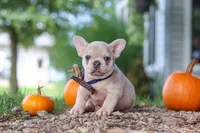 Emmett, a male French Bulldog for sale in Millersburg, OH – 7 of 8