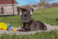 Hope, a female French Bulldog for sale in Millersburg, OH – Photo 1 of 7