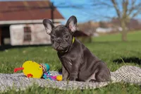 Hope, a female French Bulldog for sale in Millersburg, OH – Photo 6 of 7