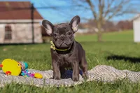 Hope, a female French Bulldog for sale in Millersburg, OH – Photo 5 of 7