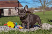 Hope, a female French Bulldog for sale in Millersburg, OH – Photo 3 of 7