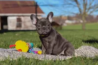 Hope, a female French Bulldog for sale in Millersburg, OH – Photo 7 of 7