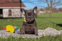 Hope, a female French Bulldog for sale in Millersburg, OH – Photo 2 of 7