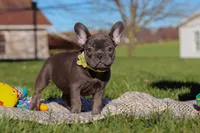 Hope, a female French Bulldog for sale in Millersburg, OH – Photo 4 of 7