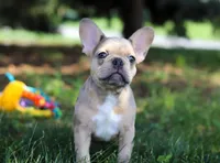 Ike, a male French Bulldog for sale in Millersburg, OH – Photo 3 of 10