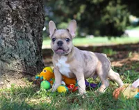 Ike, a male French Bulldog for sale in Millersburg, OH – Photo 8 of 10