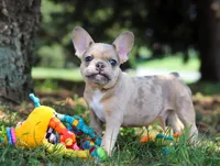 Ike, a male French Bulldog for sale in Millersburg, OH – Photo 1 of 10