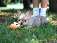 Ike, a male French Bulldog for sale in Millersburg, OH – Photo 7 of 10