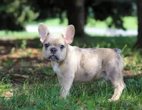 Ike, a male French Bulldog for sale in Millersburg, OH – Photo 9 of 10