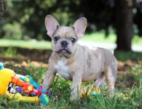 Ike, a male French Bulldog for sale in Millersburg, OH – Photo 5 of 10