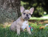 Ike, a male French Bulldog for sale in Millersburg, OH – Photo 6 of 10