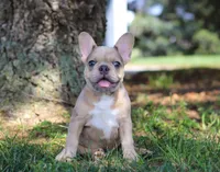 Ike, a male French Bulldog for sale in Millersburg, OH – Photo 10 of 10