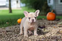 Emmett, a male French Bulldog for sale in Millersburg, OH – 6 of 8
