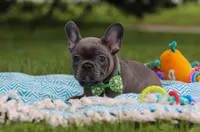 Ian, a male French Bulldog for sale in Millersburg, OH – Photo 2 of 6