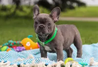 Ian, a male French Bulldog for sale in Millersburg, OH – Photo 6 of 6