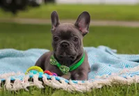 Ian, a male French Bulldog for sale in Millersburg, OH – Photo 4 of 6