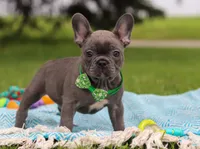 Ian, a male French Bulldog for sale in Millersburg, OH – Photo 5 of 6