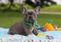 Ian, a male French Bulldog for sale in Millersburg, OH – Photo 3 of 6