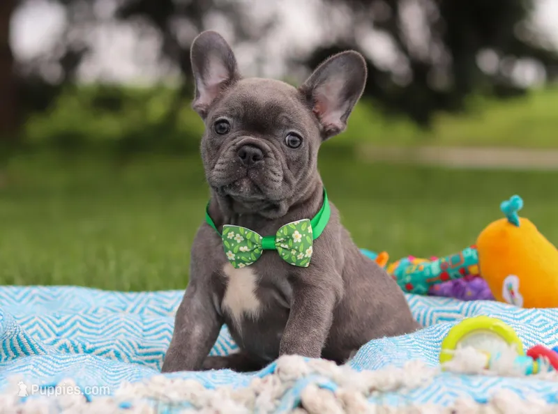 Ian, a male French Bulldog for sale in Millersburg, OH – Photo 1 of 6
