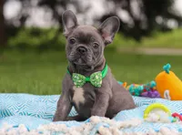 Ian, a male French Bulldog for sale in Millersburg, OH – Photo 1 of 6