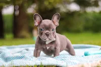 Ollie, a male French Bulldog for sale in Millersburg, OH – 3 of 10