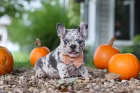 Hope, a female French Bulldog for sale in Millersburg, OH – 5 of 10