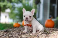 Eden, a female French Bulldog for sale in Millersburg, OH – 4 of 10