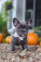 Haven, a female French Bulldog for sale in Millersburg, OH – 8 of 9