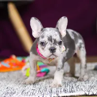 Bobo, a female French Bulldog for sale in Millersburg, OH – 7 of 7