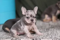 Bobo, a female French Bulldog for sale in Millersburg, OH – Photo 6 of 7