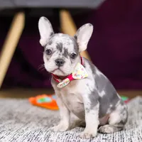 Bobo, a female French Bulldog for sale in Millersburg, OH – 5 of 7