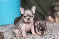 Bobo, a female French Bulldog for sale in Millersburg, OH – Photo 7 of 7