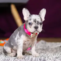 Bobo, a female French Bulldog for sale in Millersburg, OH – 6 of 7