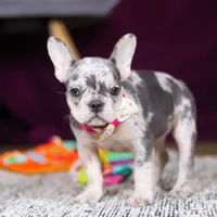 Bobo, a female French Bulldog for sale in Millersburg, OH – 4 of 7
