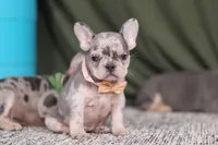 Bobo, a female French Bulldog for sale in Millersburg, OH – Photo 2 of 7