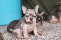 Bobo, a female French Bulldog for sale in Millersburg, OH – Photo 1 of 7