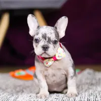 Bobo, a female French Bulldog for sale in Millersburg, OH – 2 of 7