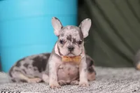 Bobo, a female French Bulldog for sale in Millersburg, OH – Photo 5 of 7