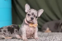 Bobo, a female French Bulldog for sale in Millersburg, OH – Photo 3 of 7